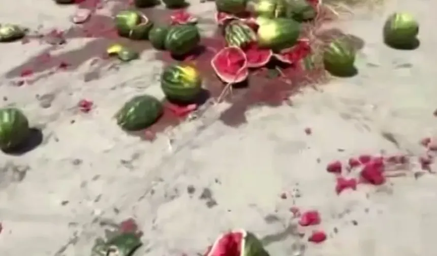 "Maliyetini karşılamıyor" dedi, hepsini yere döktü: Sakaryalı çiftçiden karpuz tepkisi!