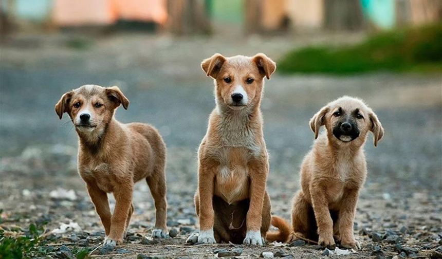 Erzurum’da çoban köpeklerine mikroçip uygulamasıyla sahiplendirme başlıyor