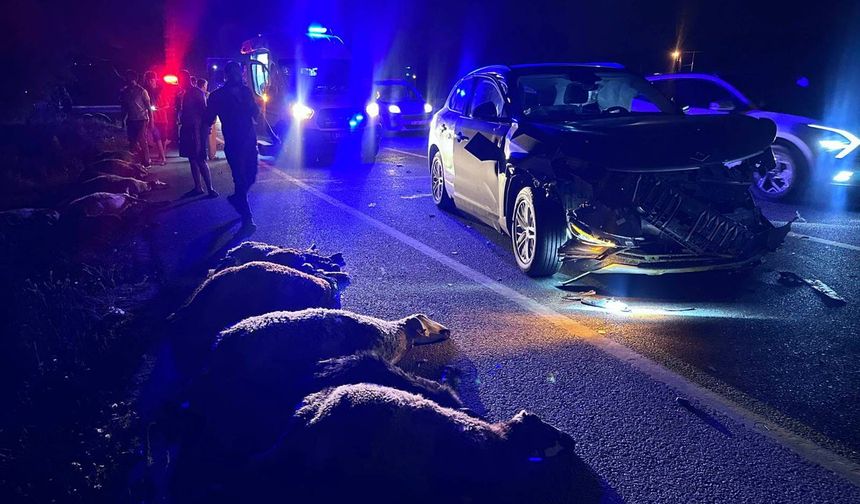 Koyunlar kaçamadı! SUV çarptı, 23 hayvan telef oldu