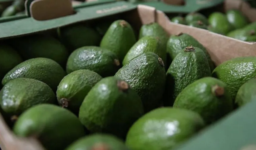 Avokado olgunlaştırmada neden sabır gerekir?