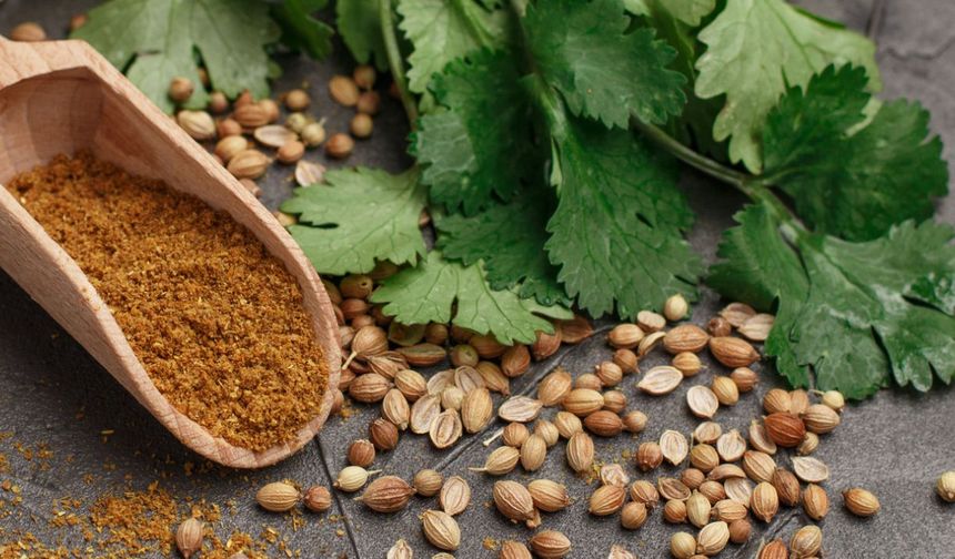 Kişniş nedir? Ne için kullanılır, tadı nasıl ve faydaları hakkında her şey