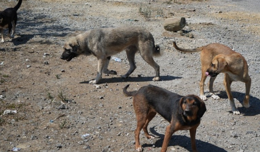 Uzmanlardan uyarı: Başıboş köpekler doğayı ve trafiği tehdit ediyor
