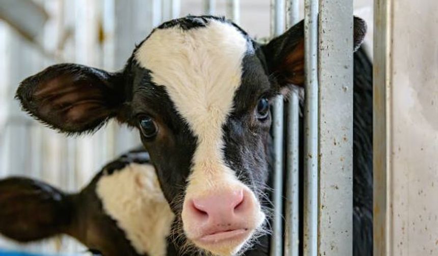 Deli dana hastalığı nedir? İnsana nasıl bulaşır, belirtileri nelerdir, tedavisi var mı, bulaşıcı mıdır?