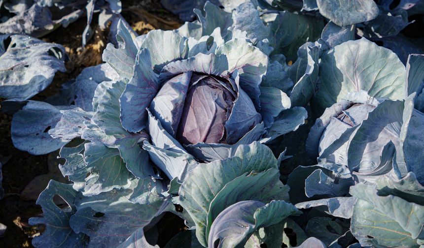 Ankara Beypazarı'nda mor lahana hasadı zamanı!