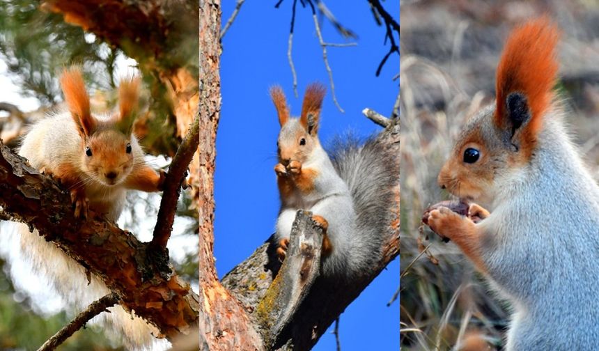 Kars'ta kızıl sincapların kış uykusu hazırlığı başladı! Sevimli görüntüler ortaya çıktı