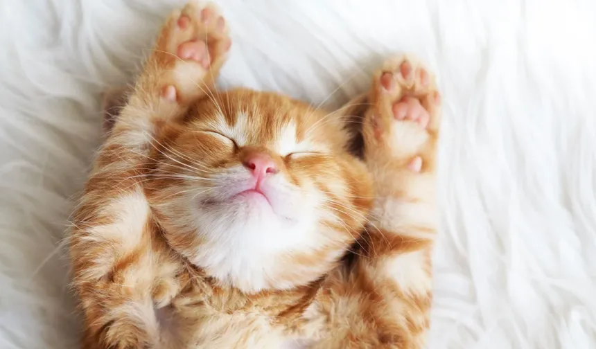 Kedi ve köpek sahiplerini ilgilendiriyor! Son gün 31 Aralık