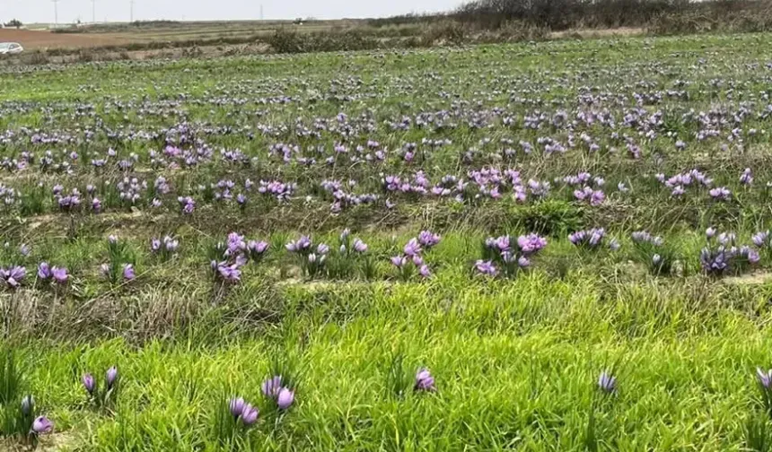 Tekirdağ’da safran üretimi hızla yaygınlaşıyor