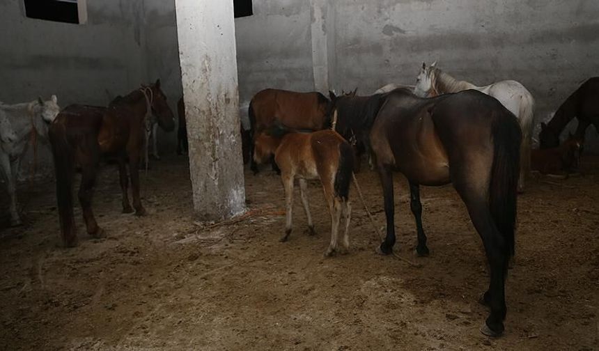 Ataşehir’de depoda kaçak at kesimine soruşturma!