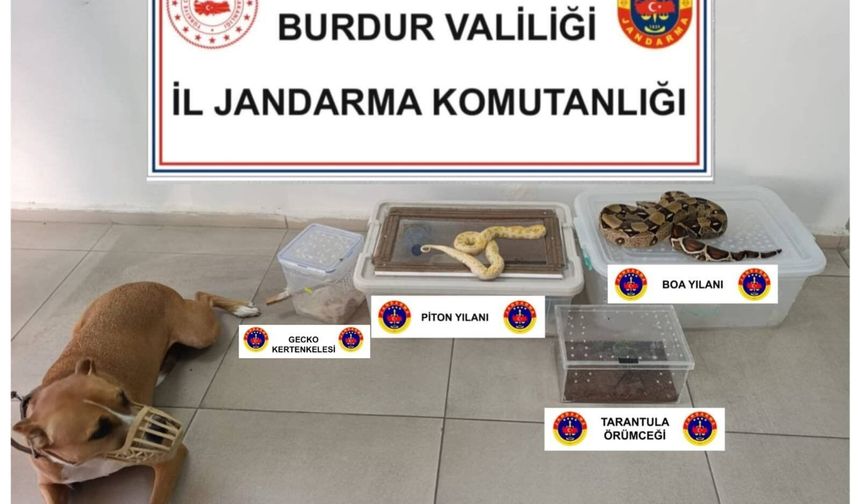 Ev değil egzotik hayvan çiftliği!
