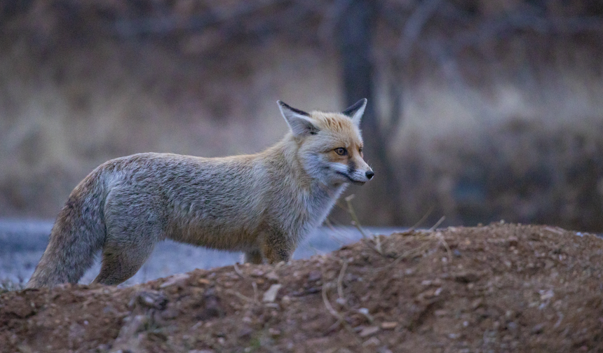 Munzur Vadisi, yaban hayatının "uzun kuyruklarına" ev sahipliği yapıyor