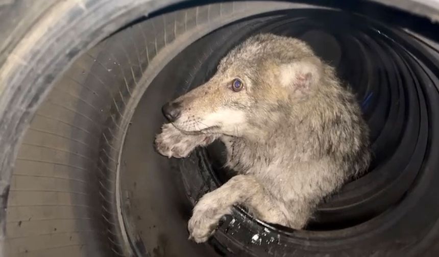 Bingöl’de beklenmedik misafir: Lastiklerin arasına saklandı