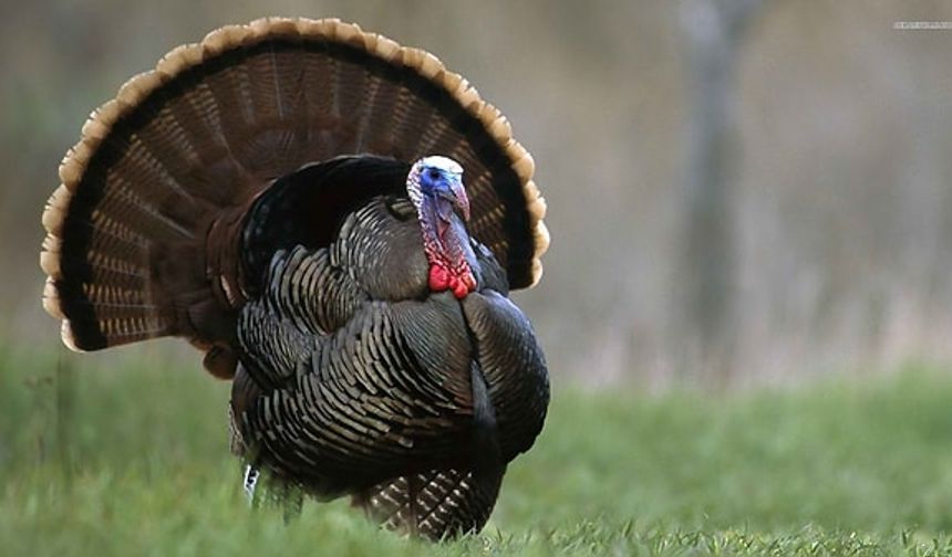 Tek kuş, farklı ülkeler, bambaşka isimler: Dünyada herkes hindiyi başka isimle çağırıyor... Peki hindinin gerçek adı ne?