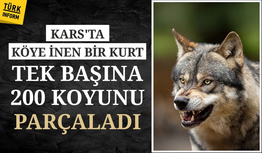 Kars'ta köye inen bir kurt tek başına 200 koyunu parçaladı!