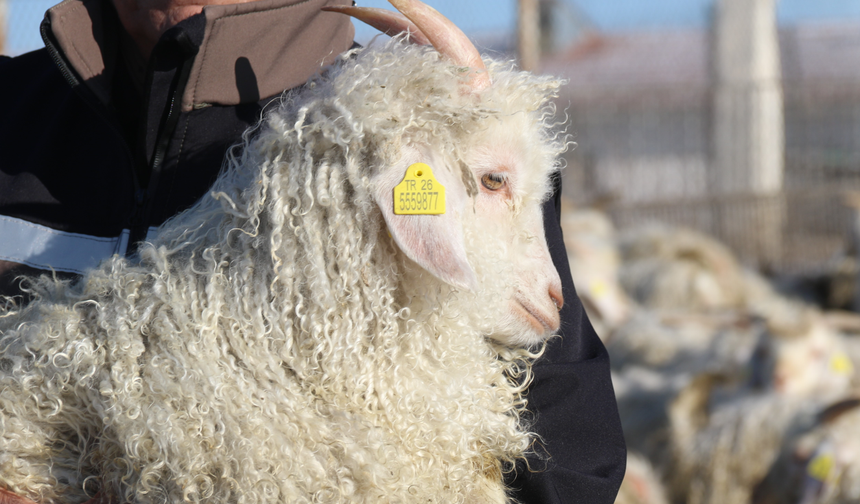 Ankara’nın sembolü nesli tükenme tehlikesiyle karşı karşıya!