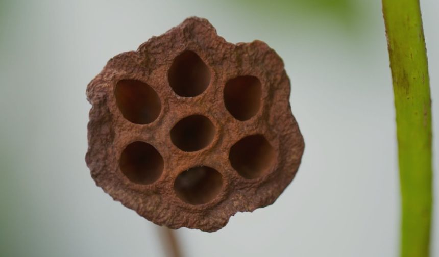 Tripofobi nedir, belirtileri nelerdir ve neden olur?