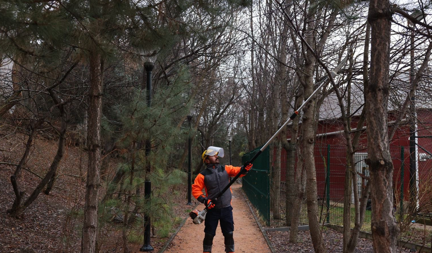 Çankaya Belediyesi sokak ve parklarda budama çalışmalarını sürdürüyor