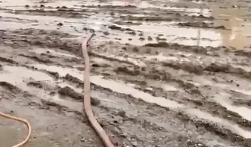 Osmaniye'de sağanak yağış hayatı olumsuz etkiledi: Tarım arazileri ve yollar su altında kaldı