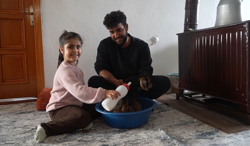Muş’ta yeni doğan oğlaklara özenli bakım