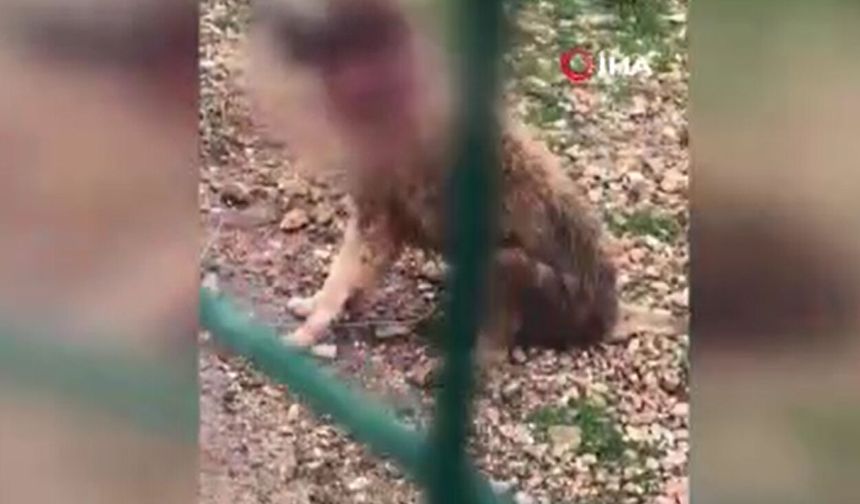 Hayvanseverler ayağa kalktı, sorumlular görevden alındı