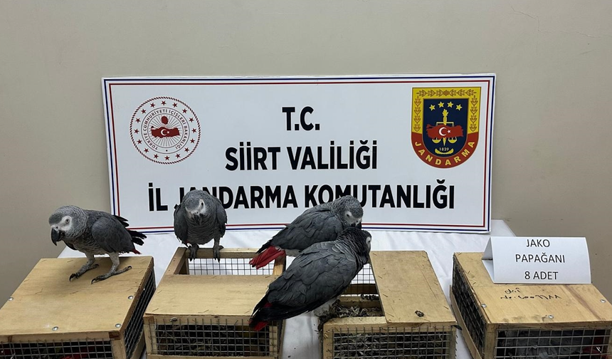 Siirt’te kaçakçılık operasyonunda 8 papağan ele geçirildi