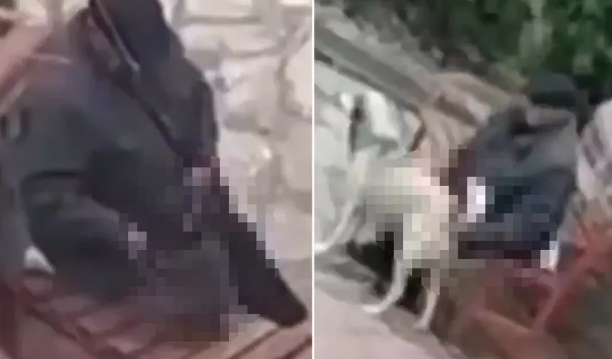 Parkta skandal görüntü: Sokak hayvanlarını istismar etti!