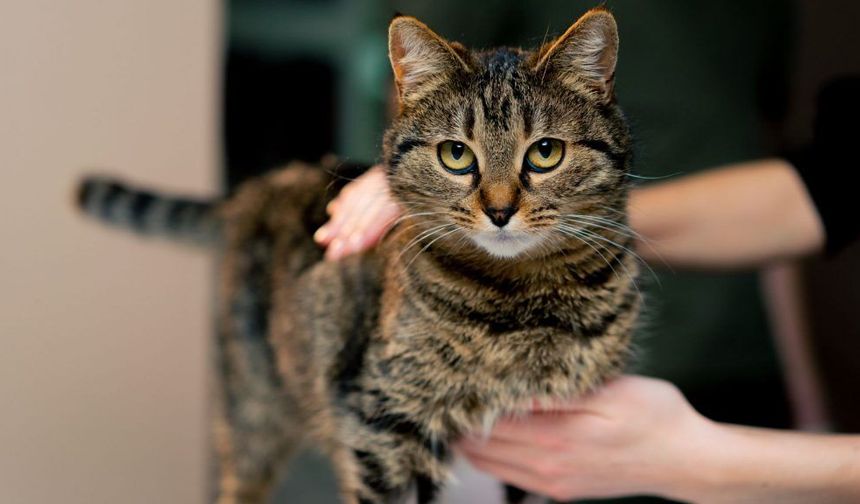Kedi hamile olduğu nasıl anlaşılır? Hamile kedinin belirtileri nelerdir?