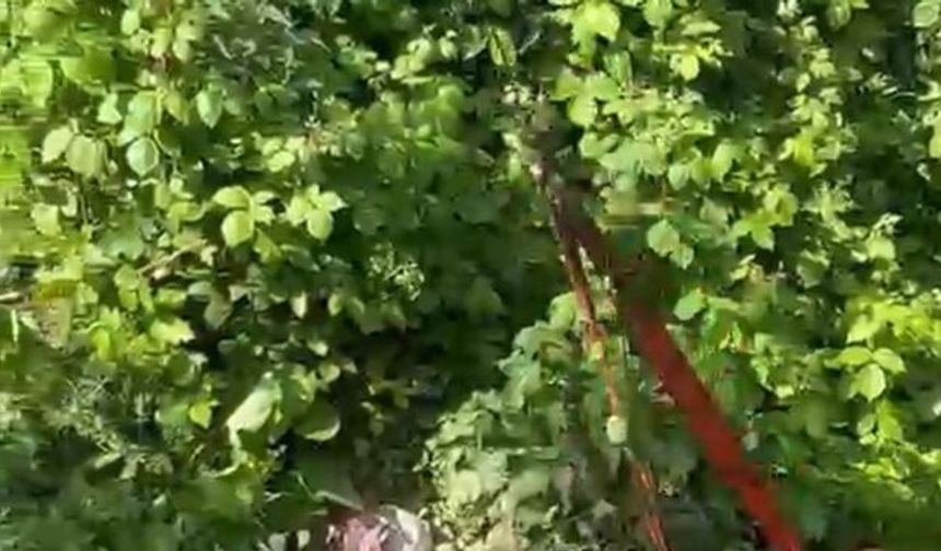 Rize'de dere yatağındaki inek için seferberlik