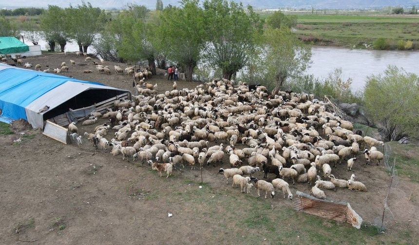 150 bin TL’lik çoban ücretleri sonrası şaşırtan hamle! Erzincan’da ilk kez uygulandı