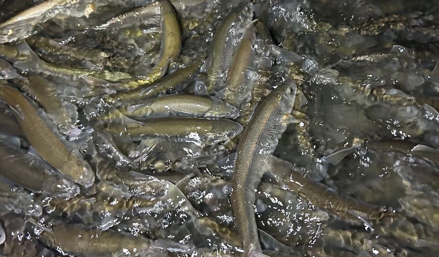 Van Gölü'nde "tersine" şölen: İnci kefali yola çıktı!