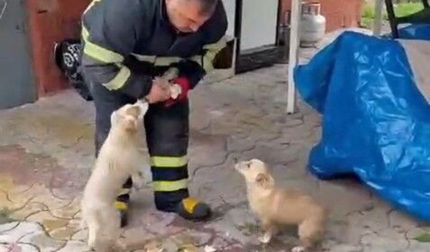 Niğde'deki baraj taşkınında iki yavru köpek için seferberlik