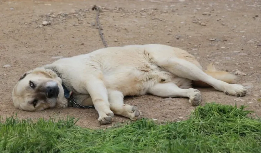 Onlarda da mutsuzluk çıktı! Sivas'ta Kangal köpekleri depresyonda