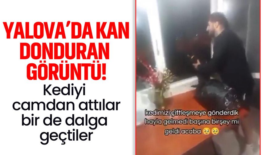 Yalova’da kan donduran görüntü: Kediyi camdan attılar, bir de dalga geçtiler!