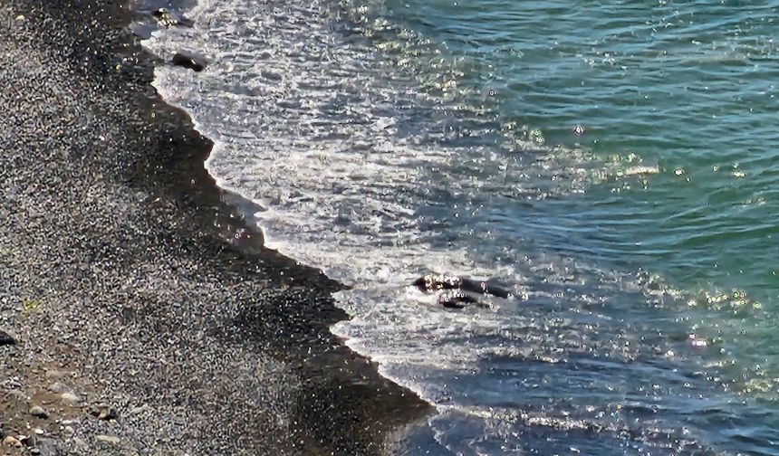 Zonguldak’ta sahilde korkutan ihbar! Ekipler bölgeye akın etti