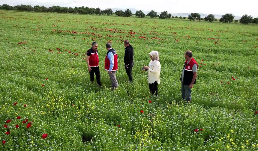 Adıyaman'da zirai don ve kuraklığa rağmen çörek otu üretimi