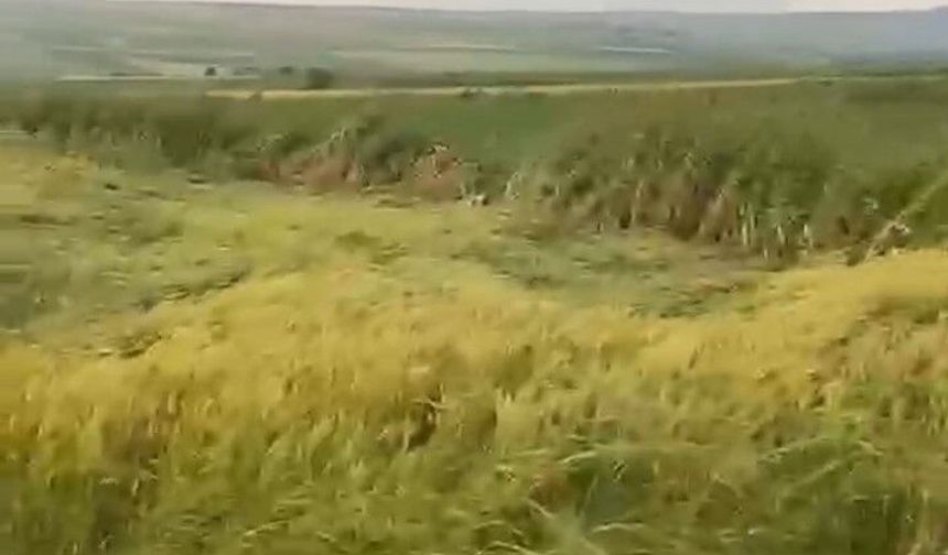 Dolu ayçiçeği ve buğday tarlalarını vurdu