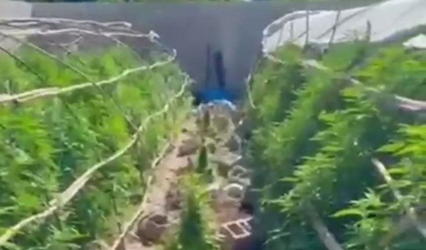 Hatay'daki uyuşturucu yuvasına dönen seralarda operasyon