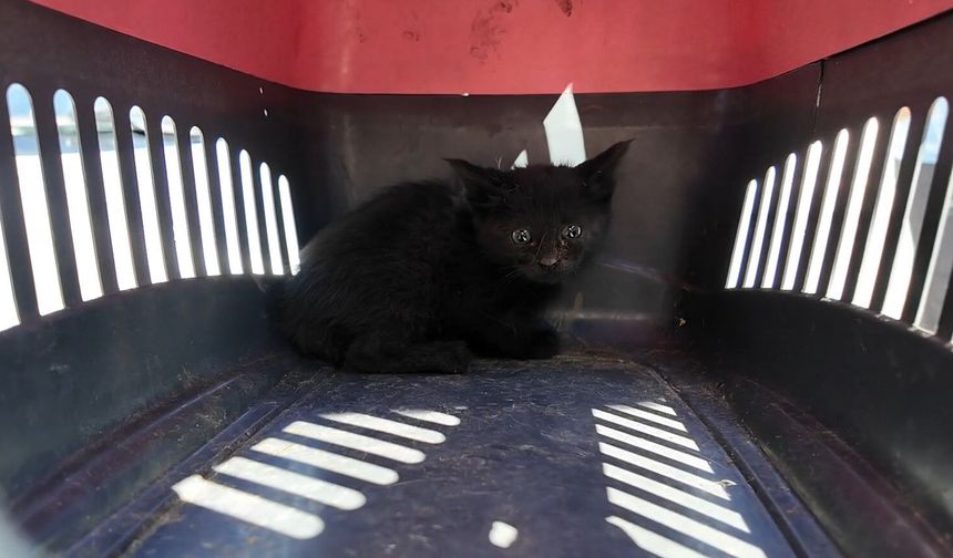 Isparta'da araç motorundaki kedi için seferberlik