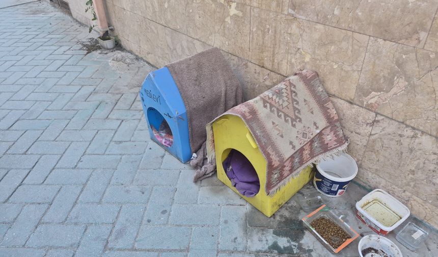 Eskişehir'de kediler için duyarlı davranış takdir topladı