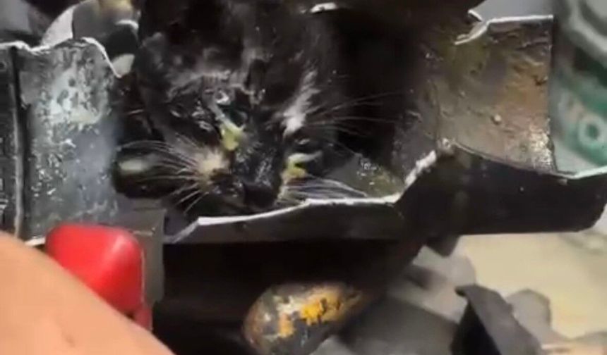 Yağmur suyu borusundaki yavru kedi için kollar sıvandı