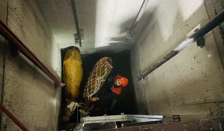 Olacak iş değil demeyin! Asansör boşluğuna düşen inekler kurtarıldı