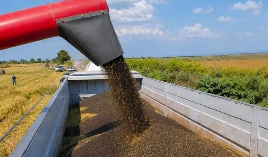 Aydın'da kanola hasadı yapıldı