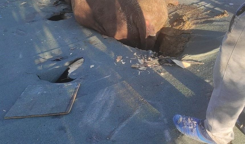 Çöken çatıdaki inek için itfaiye seferberliği
