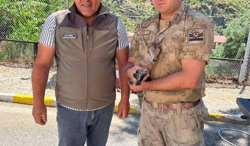 Erzincan'da bitkin dağ keçisi için seferberlik