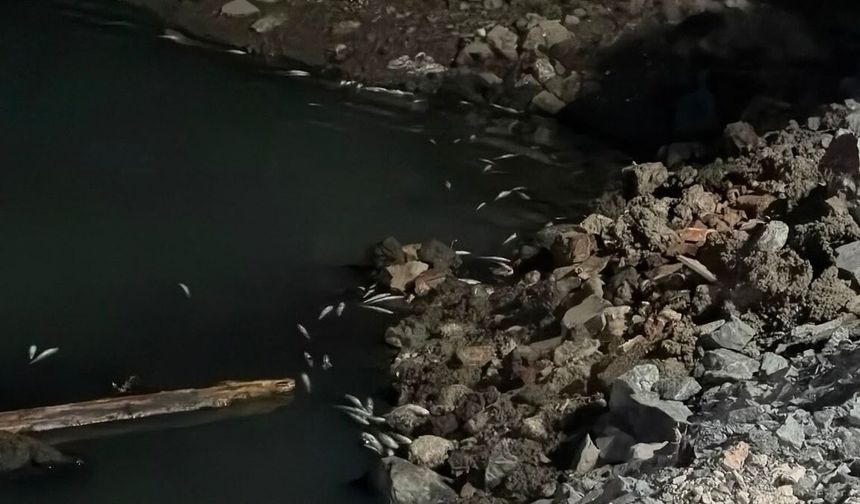 İstanbul’da endişelendiren toplu balık ölümleri herkesi şoke etti!