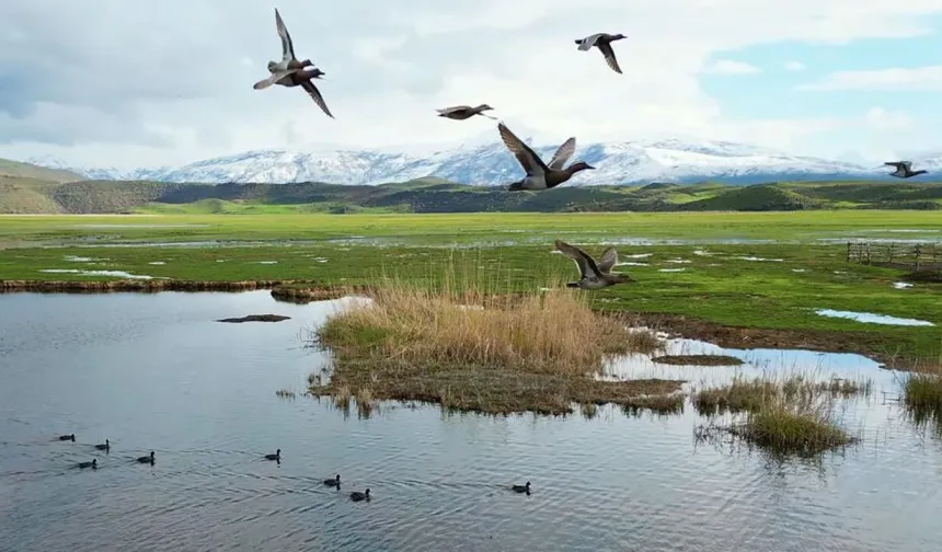Bitlis'te kuşların gün batımı panoraması