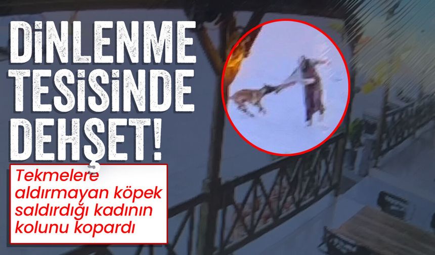 Tekmelere aldırmayan başıboş köpek kadının kolunu kopardı