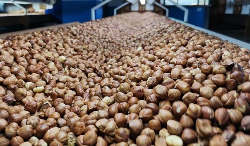 Fındık ihracatında 9 aylık bilanço: İki milyar dolar
