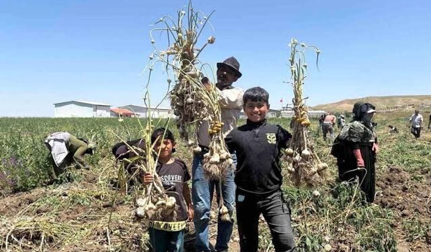 Haymana'da sarımsak hasadı