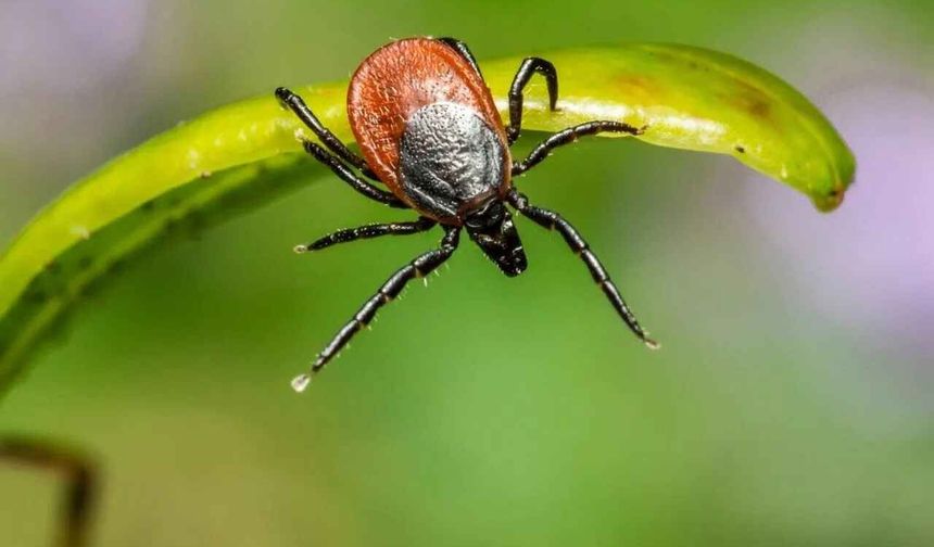 Kene gördüğünüz anda bunu yapın! Uzmanlar en sık yapılan hataları sıraladı