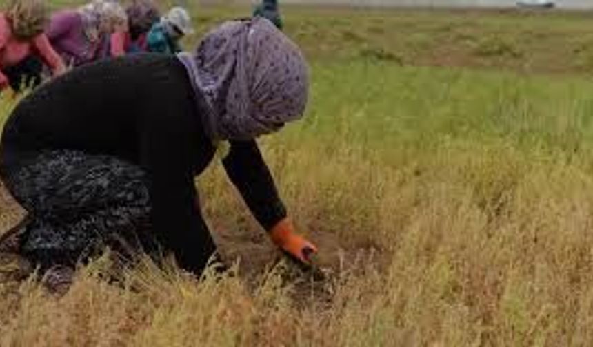 Siirt'te başlayan mercimek hasadı üreticiyi sevindirdi